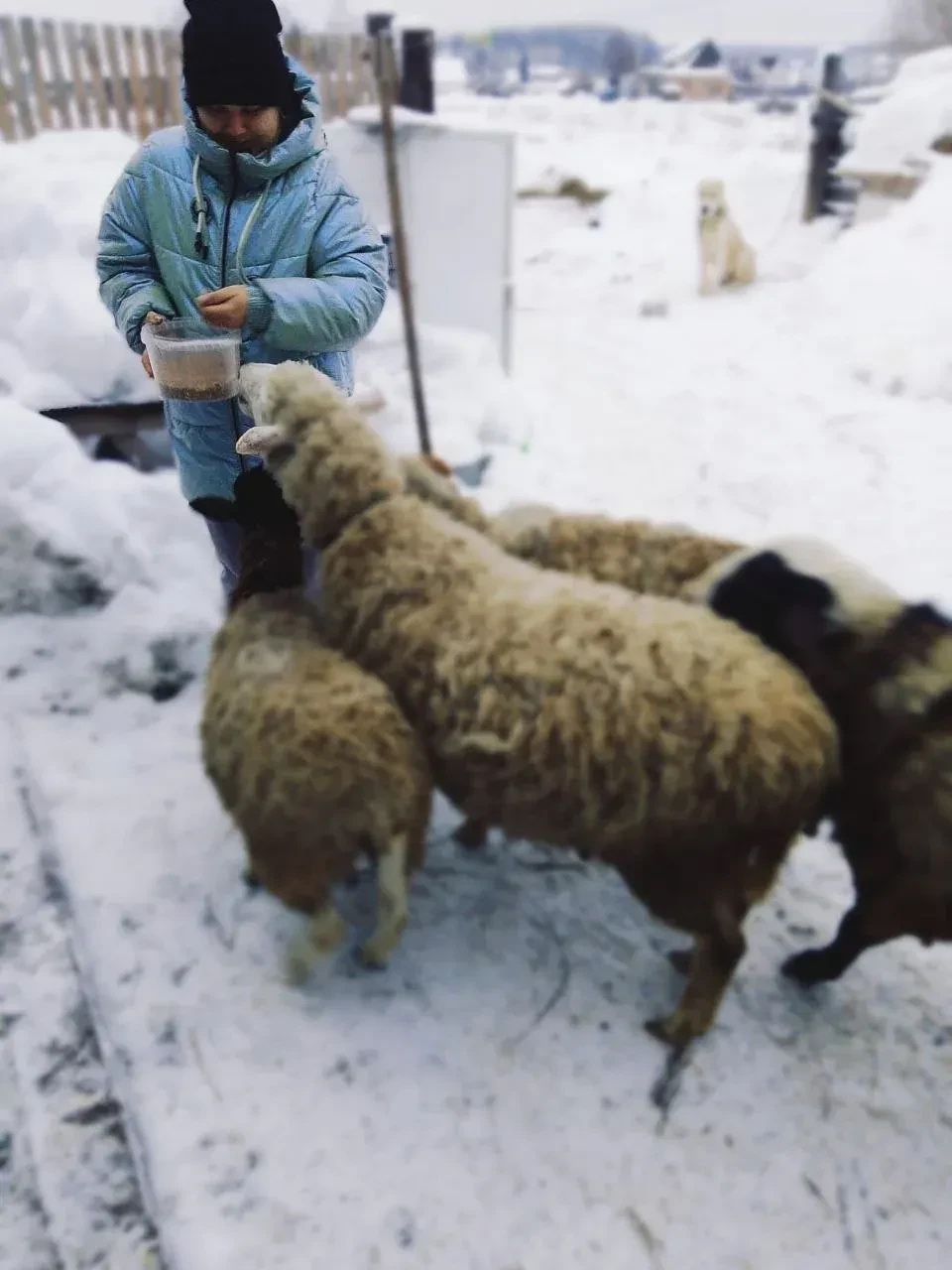 соцконтракт